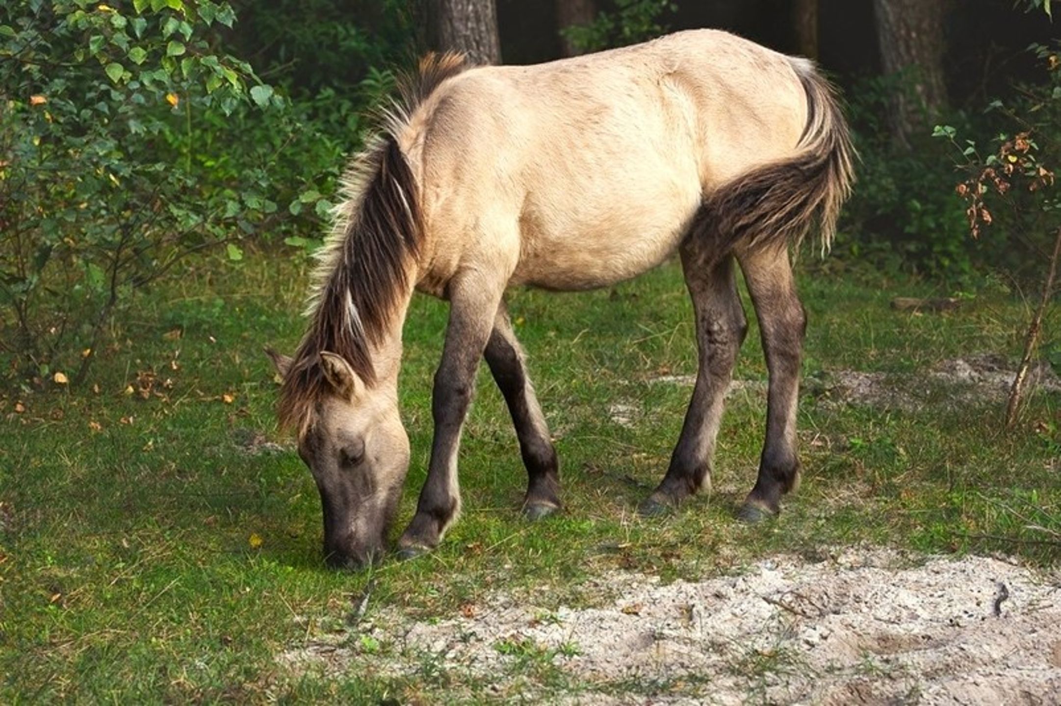 Zdjęcie dla wycieczki: Roztocze - cud natury
